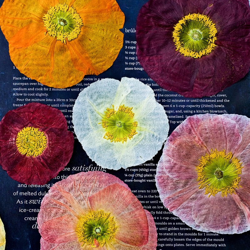 Resin Art For Photo Frame - 1 unidad, Flores Secas Prensadas de