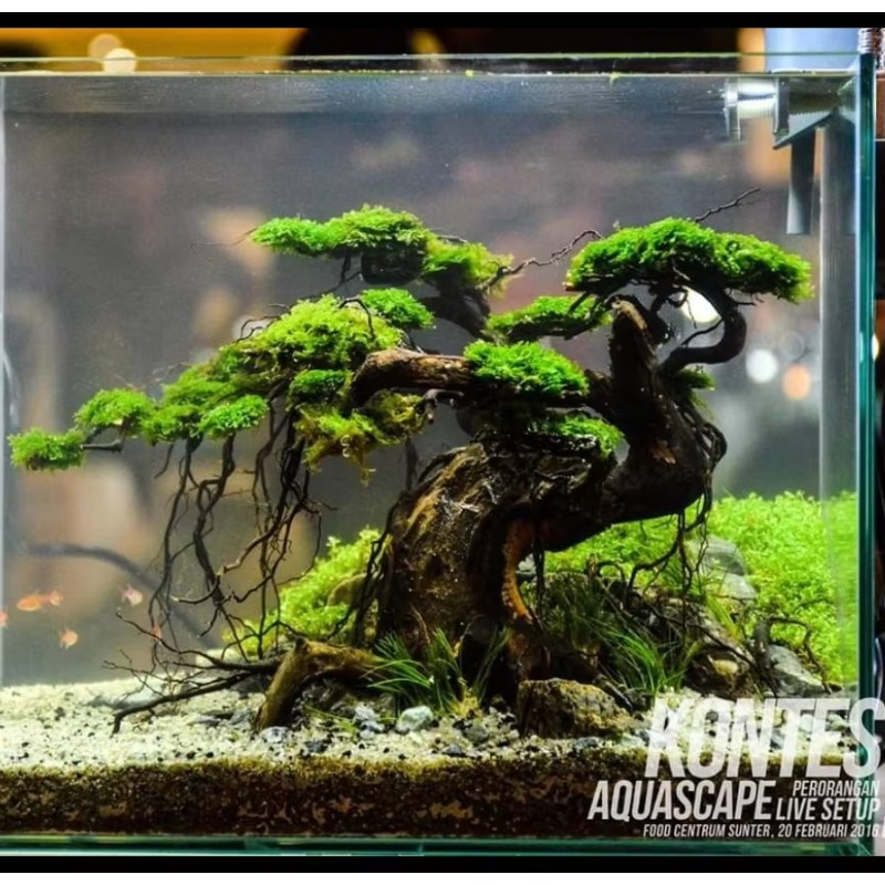 Maceta de Madera Ecológica Pro - Resin Art And Wood reseña y precio