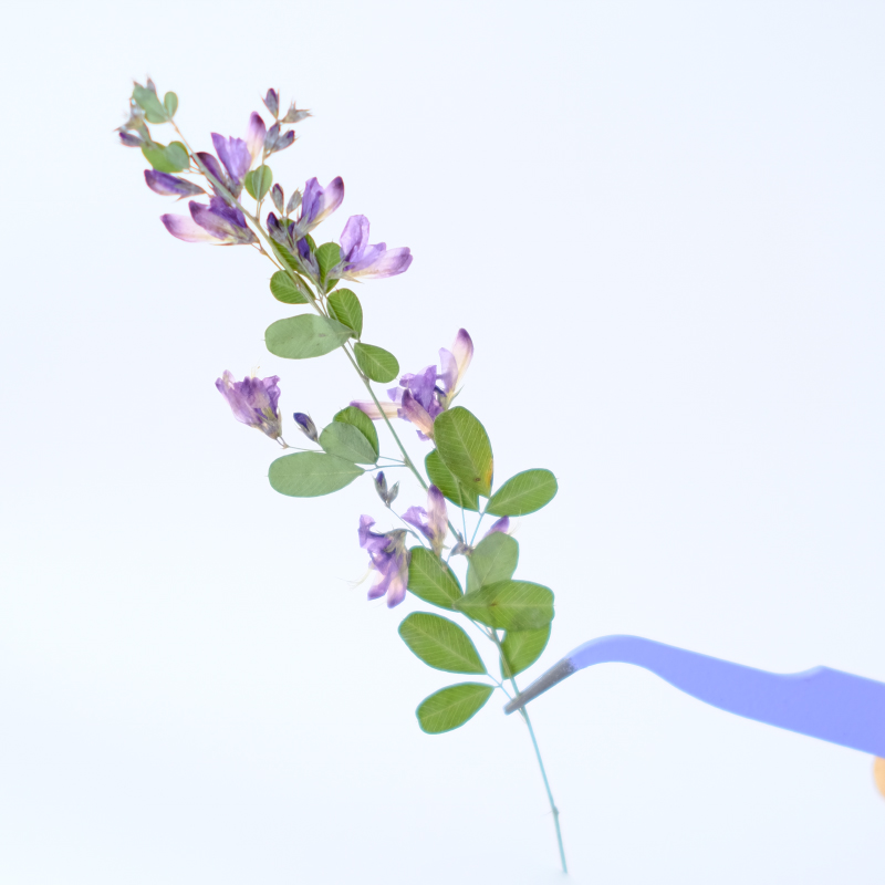6 piezas, Flores Secas y Prens - Resin Art And Jewelry reseña y precio