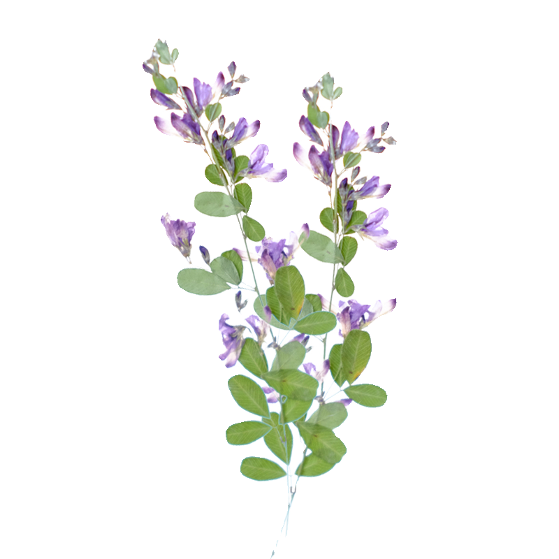 6 piezas, Flores Secas y Prens - Resin Art And Jewelry reseña y precio