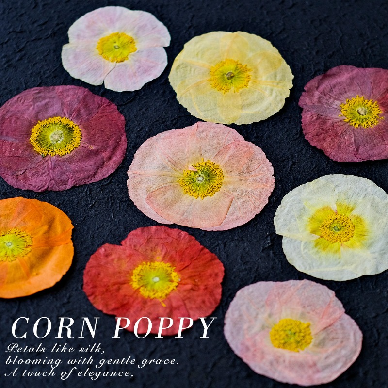 1 unidad, Flores Secas Prensad - Resin Art For Photo Frame reseña y precio