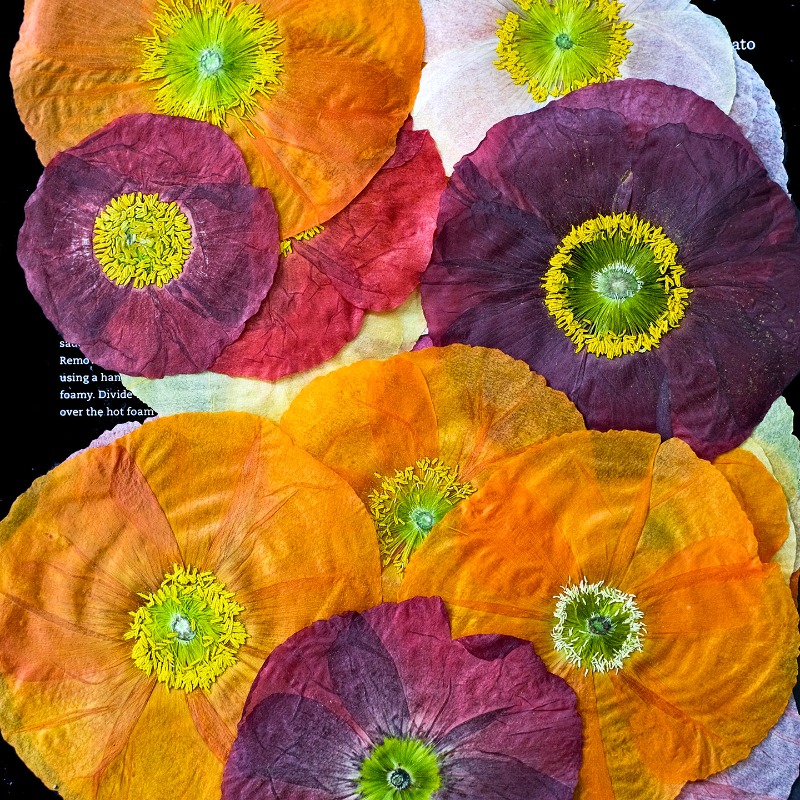 1 unidad, Flores Secas Prensad - Resin Art For Photo Frame reseña y precio
