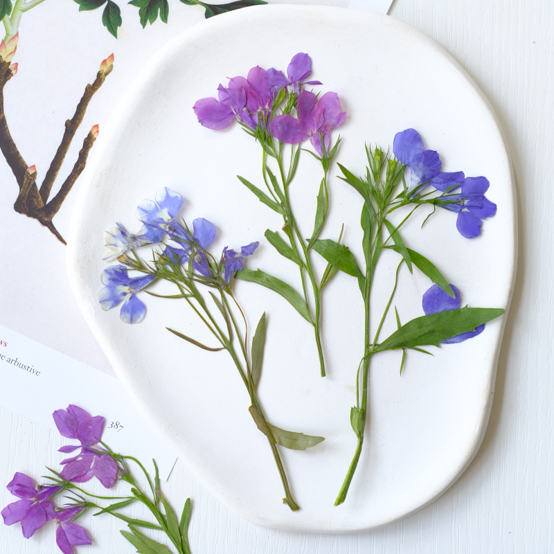 6 piezas/8-13 cm, flores secas - Resin Art And Jewelry reseña y precio