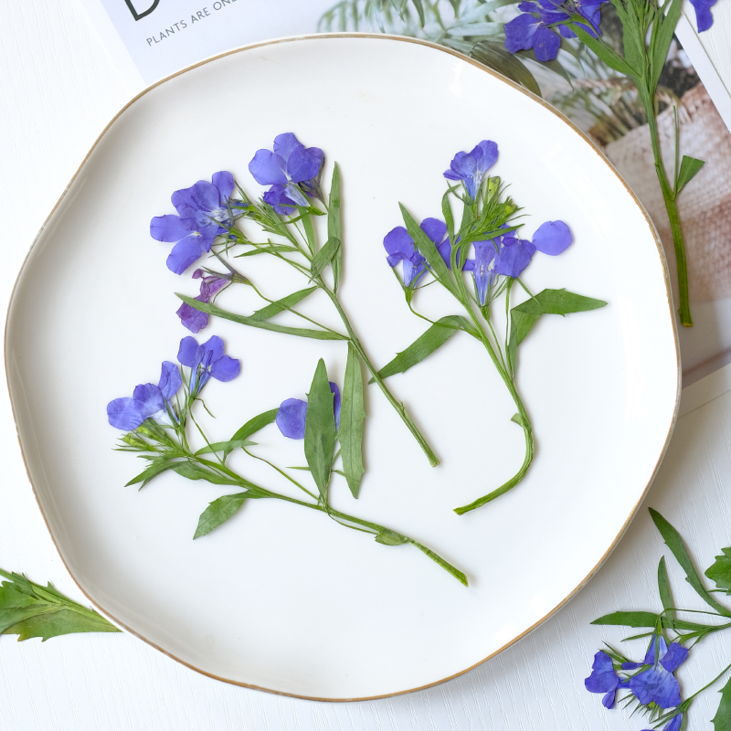 6 piezas/8-13 cm, flores secas - Resin Art And Jewelry reseña y precio