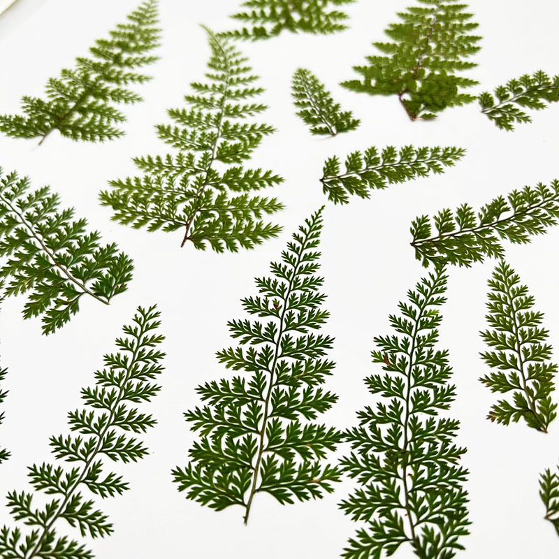 100 Piezas de Hojas de Helecho - Resin Art For Photo Frame reseña y precio